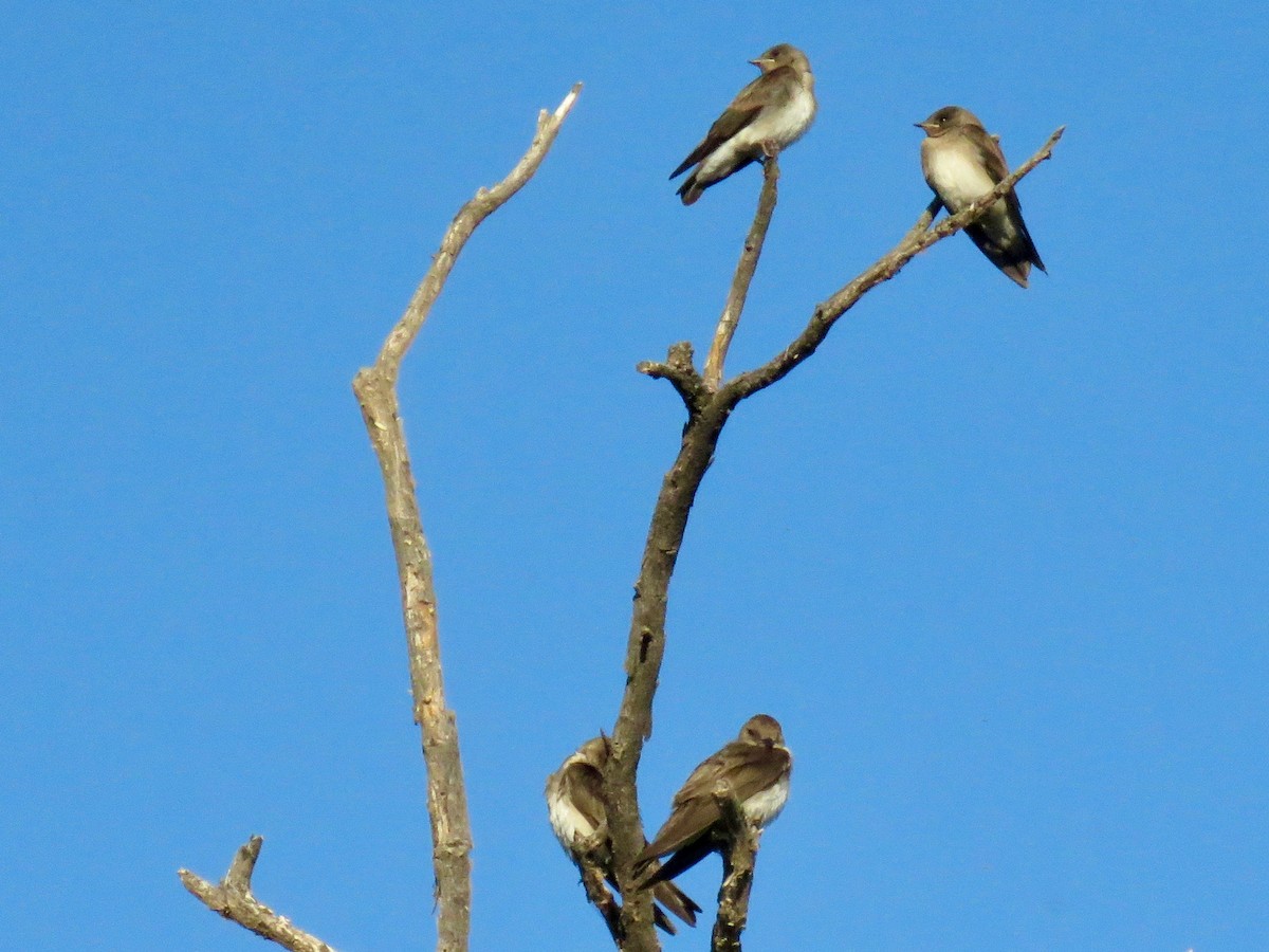 Northern Rough-winged Swallow - ML103691821