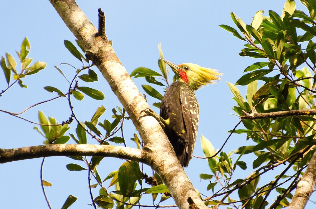 Blond-crested Woodpecker - ML103695381
