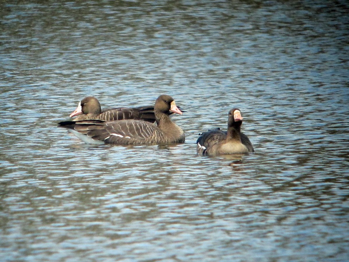 Greater White-fronted Goose - Brian Daniels