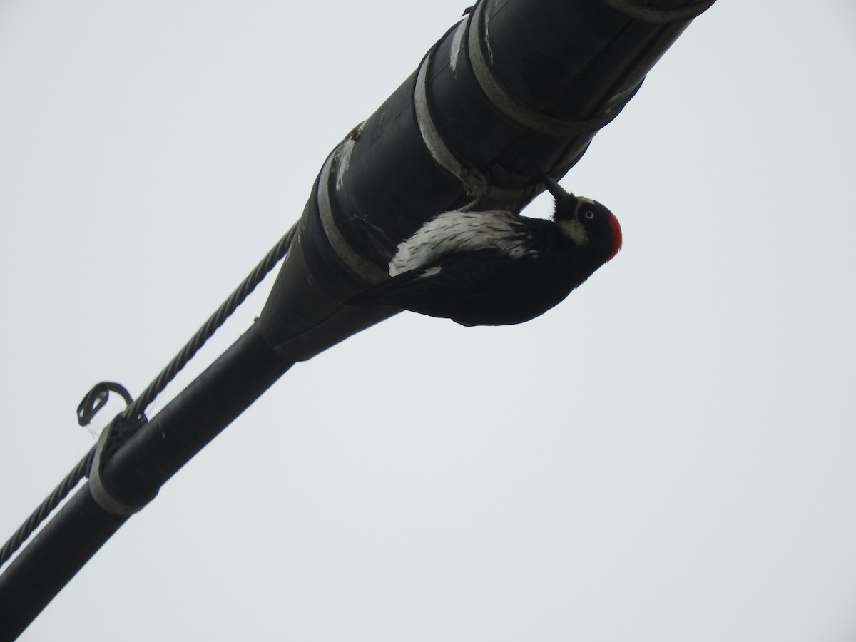 Acorn Woodpecker - ML103696271