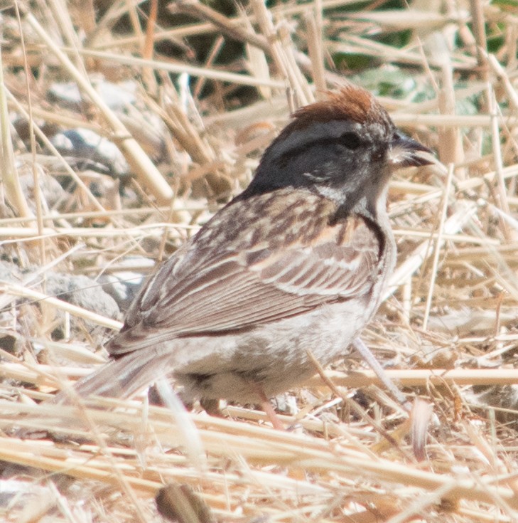 Chipping Sparrow - ML103697001
