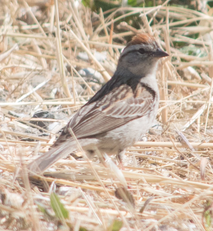 Chipping Sparrow - ML103697021