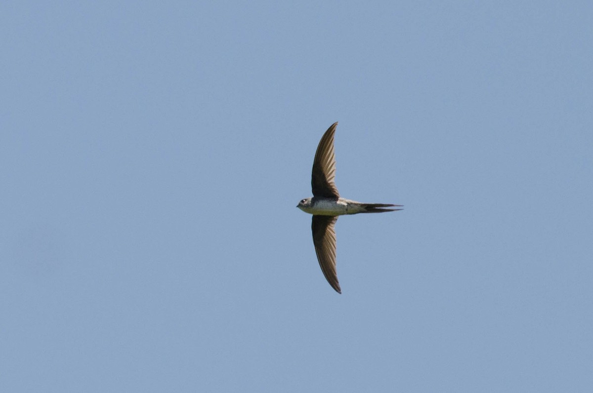 Fork-tailed Palm Swift - ML103700461