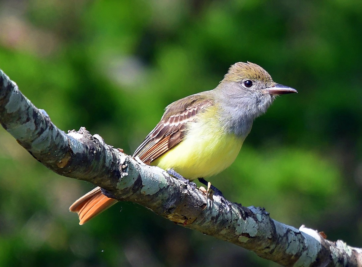 Great Crested Flycatcher - David Provencher