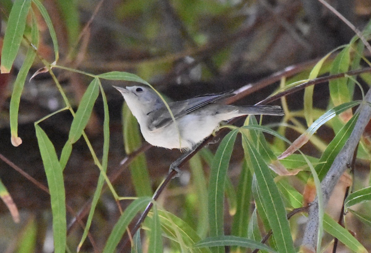 Lucy's Warbler - ML103701411