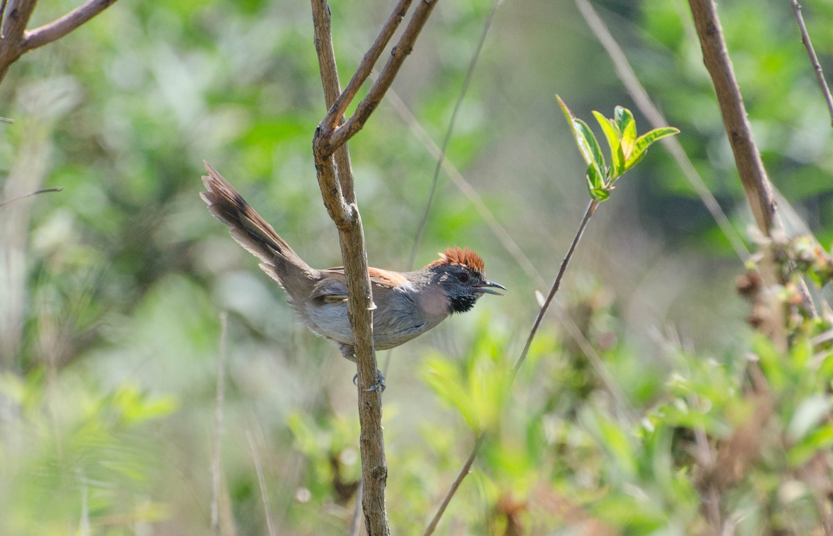 Cinereous-breasted Spinetail - Marcos Eugênio Birding Guide