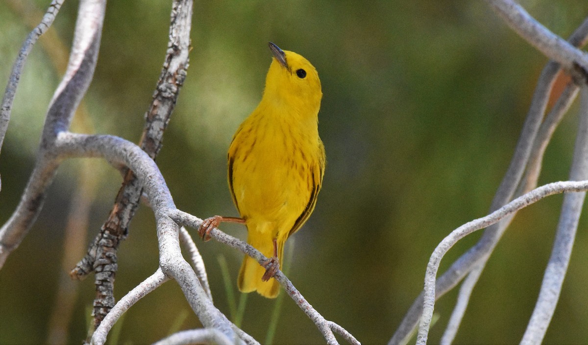 Yellow Warbler (Northern) - ML103701491