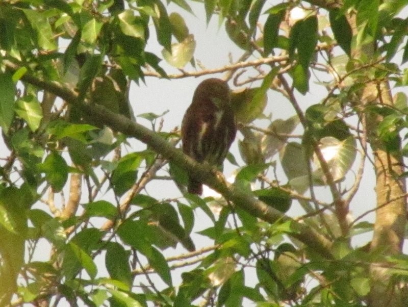 Collared Owlet - ML103702011