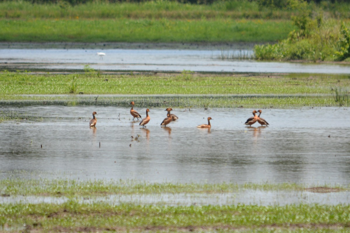 Fulvous Whistling-Duck - ML103702111