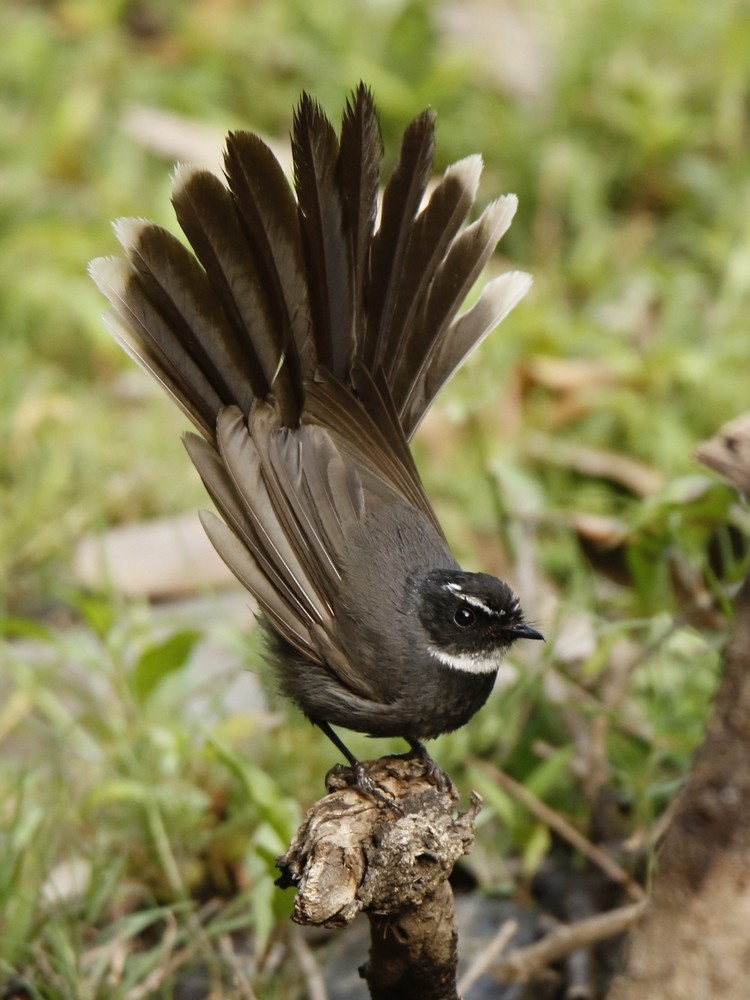White-throated Fantail - ML103702121