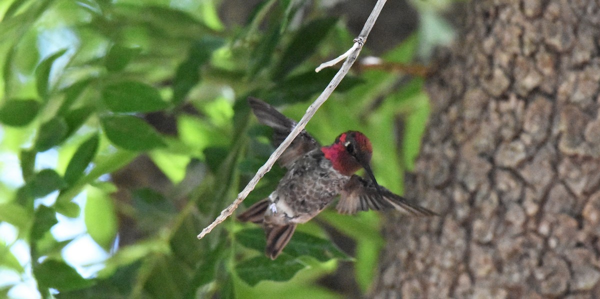 Anna's Hummingbird - ML103703091