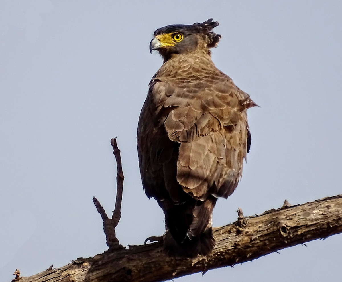 Crested Serpent-Eagle - Samish Dhongle