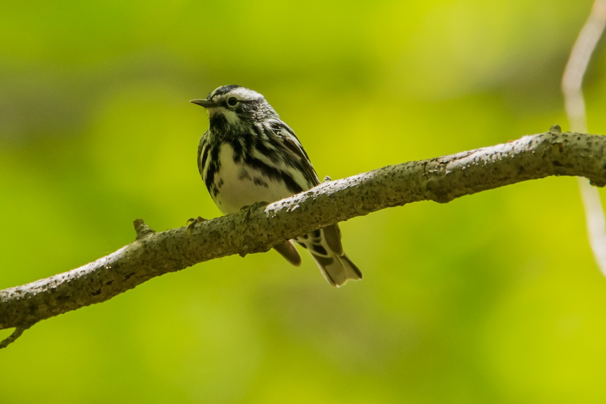 Black-and-white Warbler - ML103707961