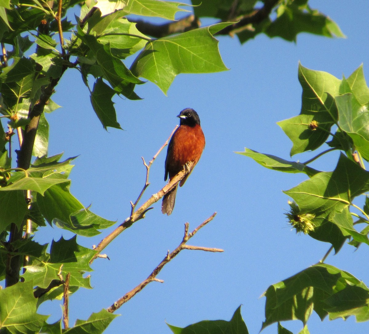 Orchard Oriole - Debbie and Mark Raven