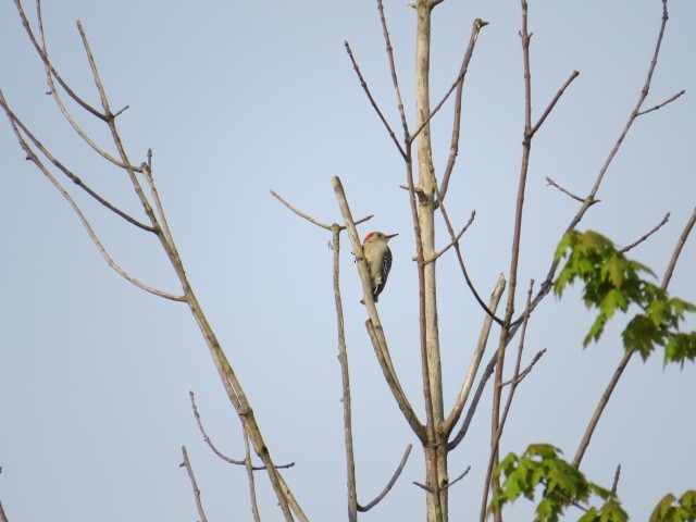 Red-bellied Woodpecker - ML103720061
