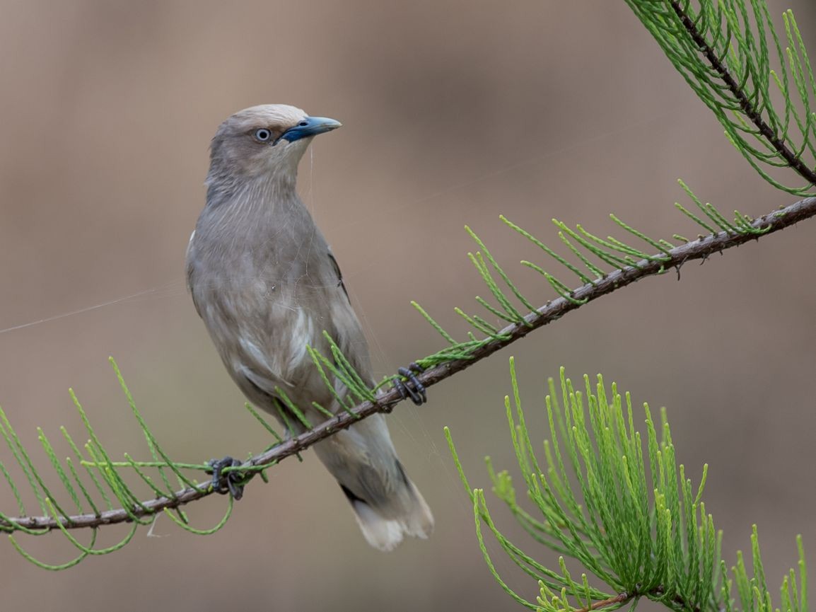 White-shouldered Starling - ML103725481