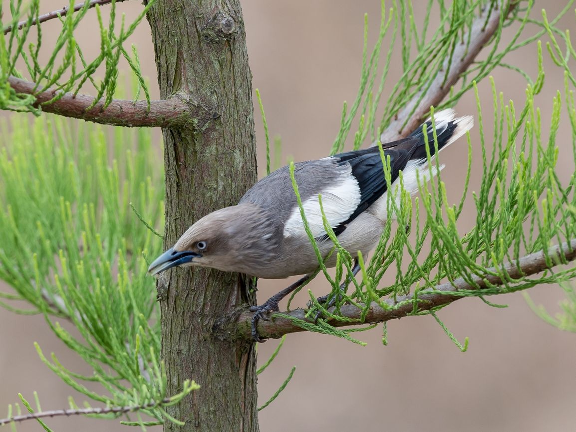 White-shouldered Starling - ML103725501