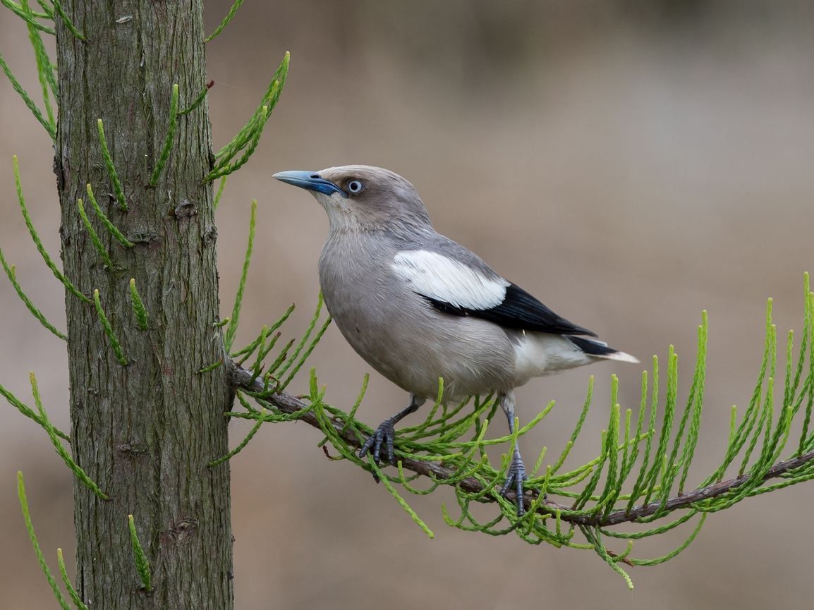 White-shouldered Starling - ML103725511