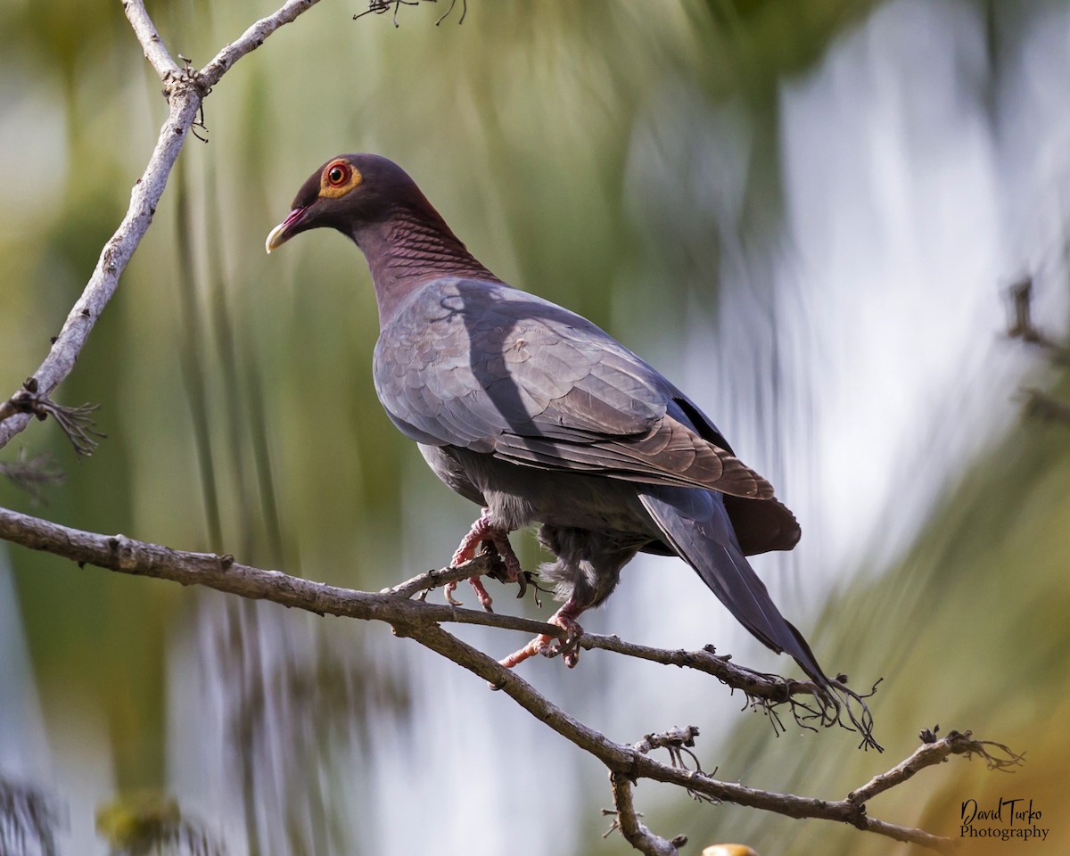 Scaly-naped Pigeon - ML103726541