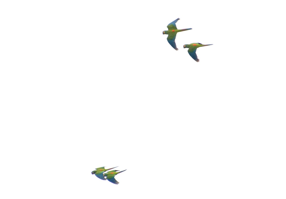 Blue-winged Macaw - ML103726601