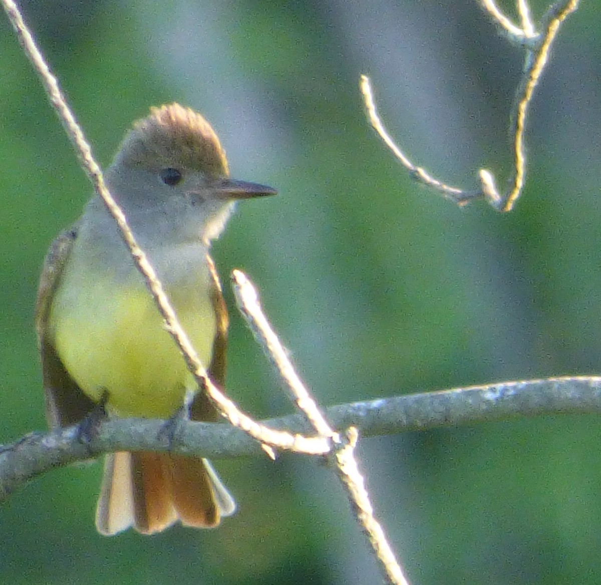 Great Crested Flycatcher - ML103727651