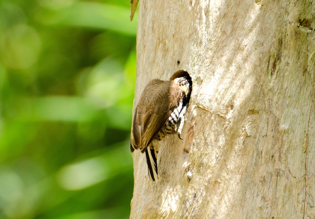 White-barred Piculet - ML103728341