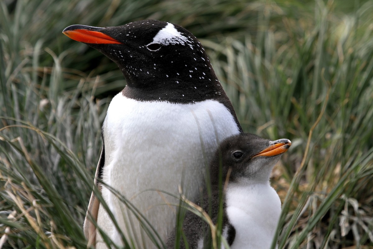 Gentoo Penguin - Stephen Gast