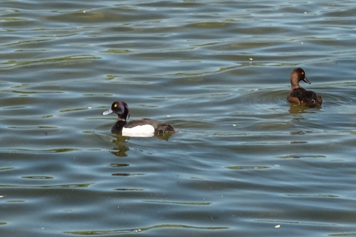 Tufted Duck - ML103736261