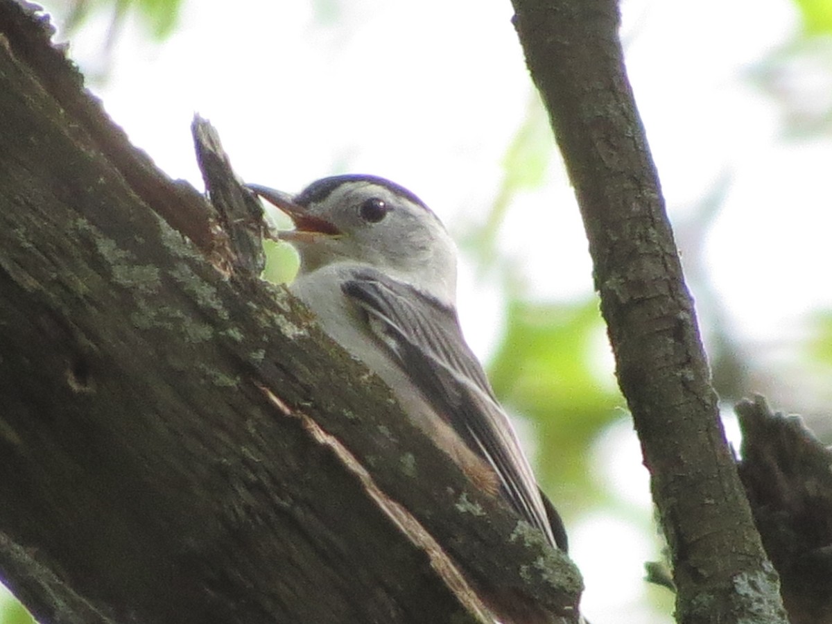 White-breasted Nuthatch - ML103742481