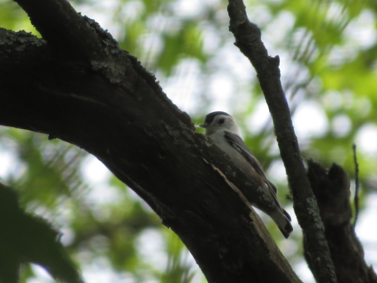 White-breasted Nuthatch - ML103742501