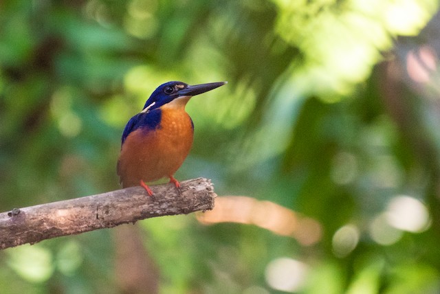 Azure Kingfisher