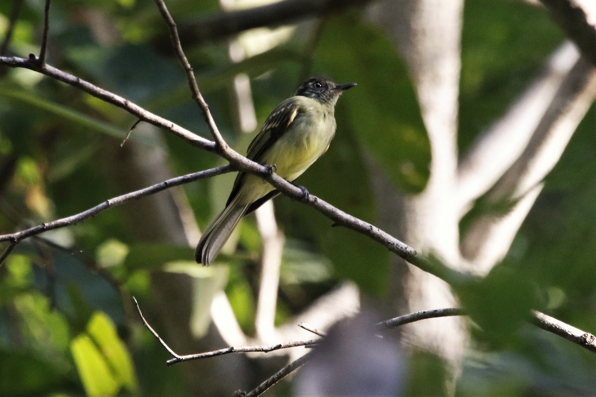 Sepia-capped Flycatcher - ML103747031
