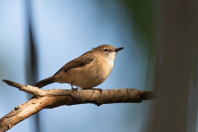 Large-billed Gerygone