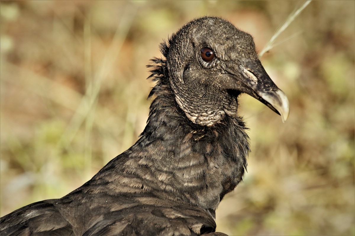 Black Vulture - Alexander Galvão