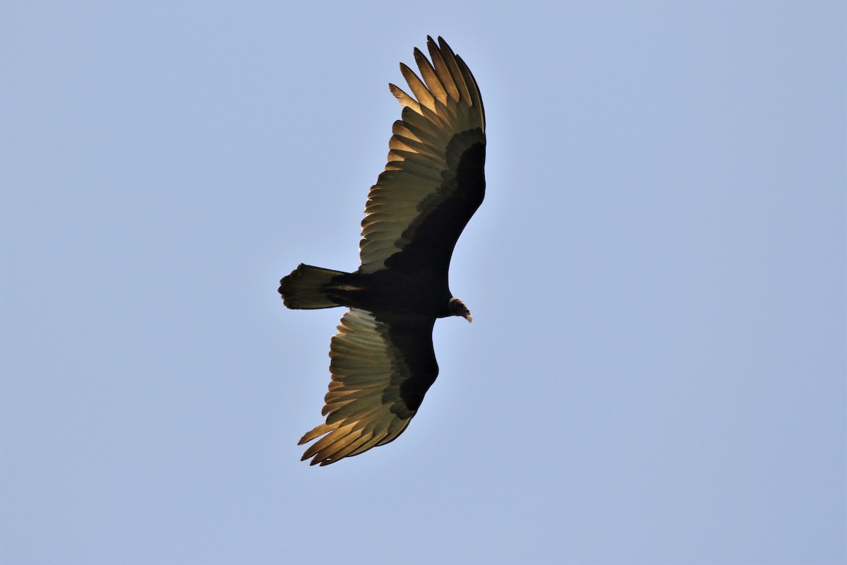 Turkey Vulture - Alexander Galvão