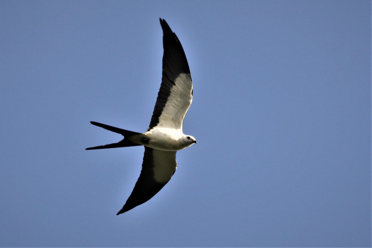 Swallow-tailed Kite - ML103748251