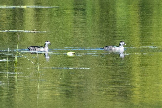 Green Pygmy-Goose