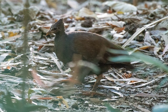 Orange-footed Megapode