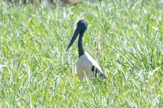 Black-necked Stork