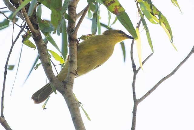 Yellow Honeyeater