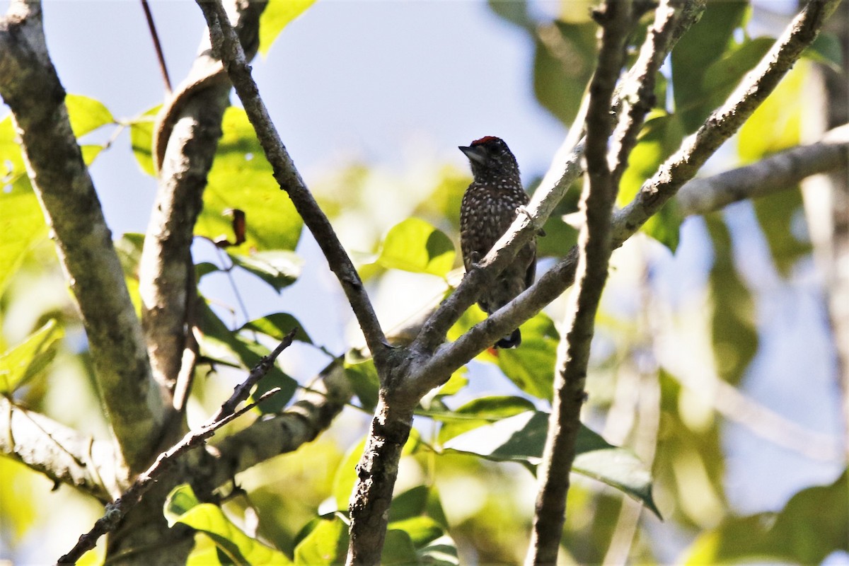 Spotted Piculet - ML103748741