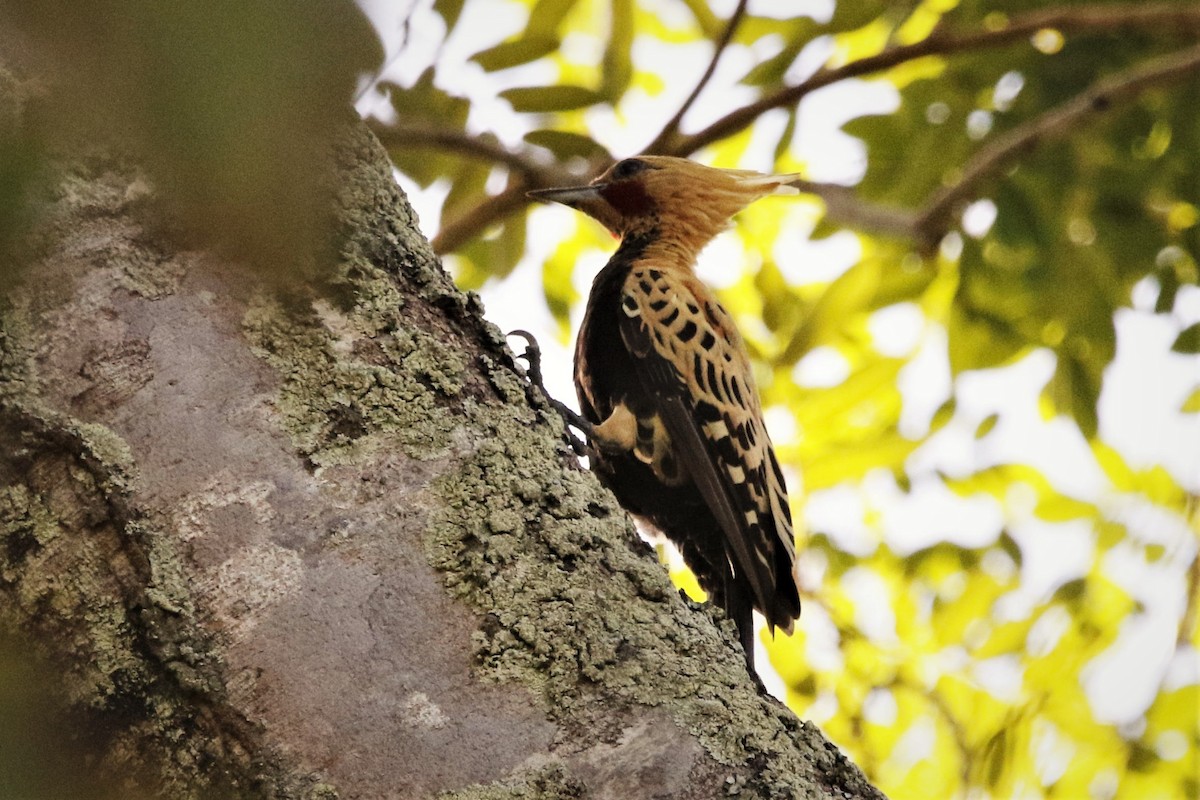 Ochre-backed Woodpecker - Alexander Galvão