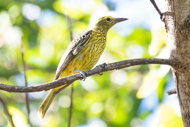 Green Oriole