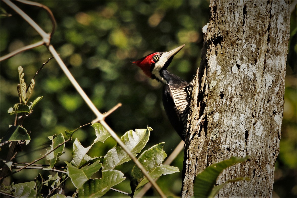 Lineated Woodpecker - Alexander Galvão
