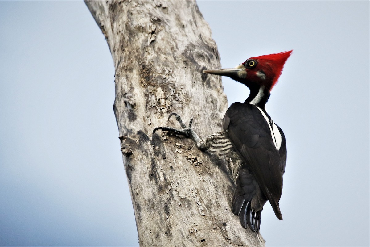 Crimson-crested Woodpecker - Alexander Galvão