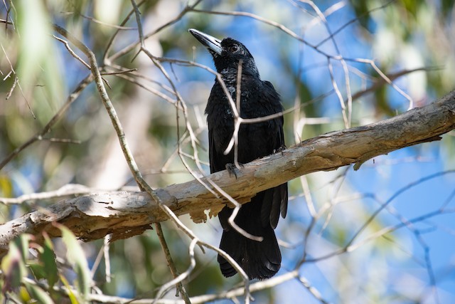 Black Butcherbird