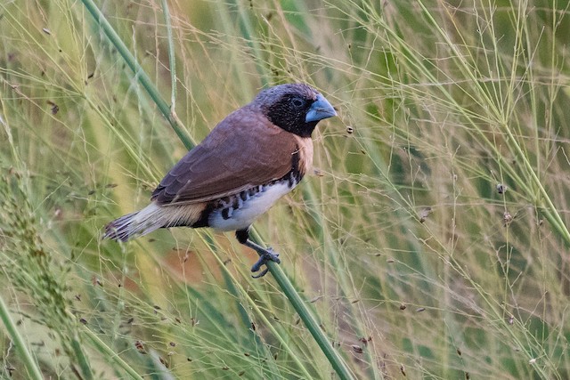 Chestnut-breasted Munia