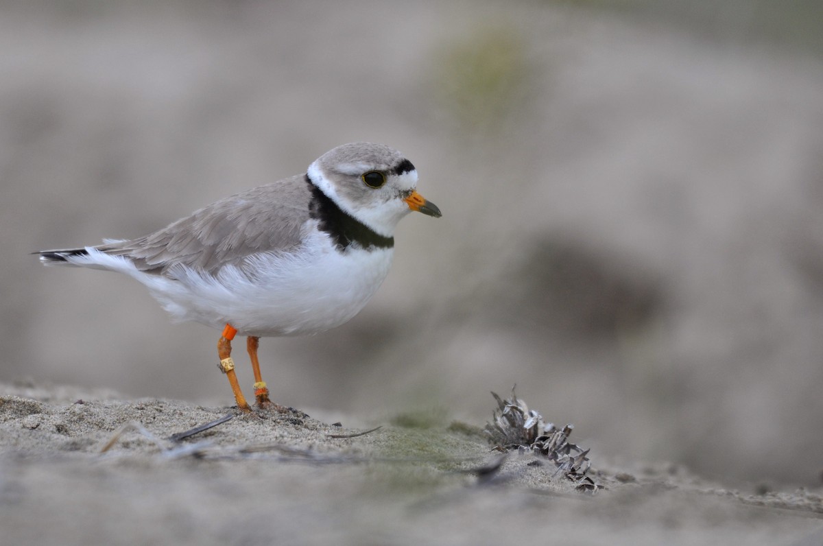 Piping Plover - Ethan Gosnell