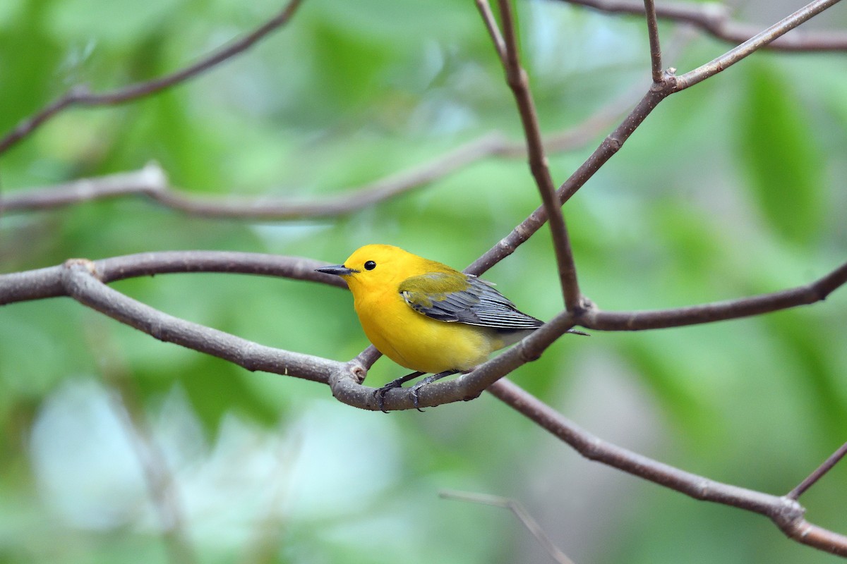 Prothonotary Warbler - terence zahner