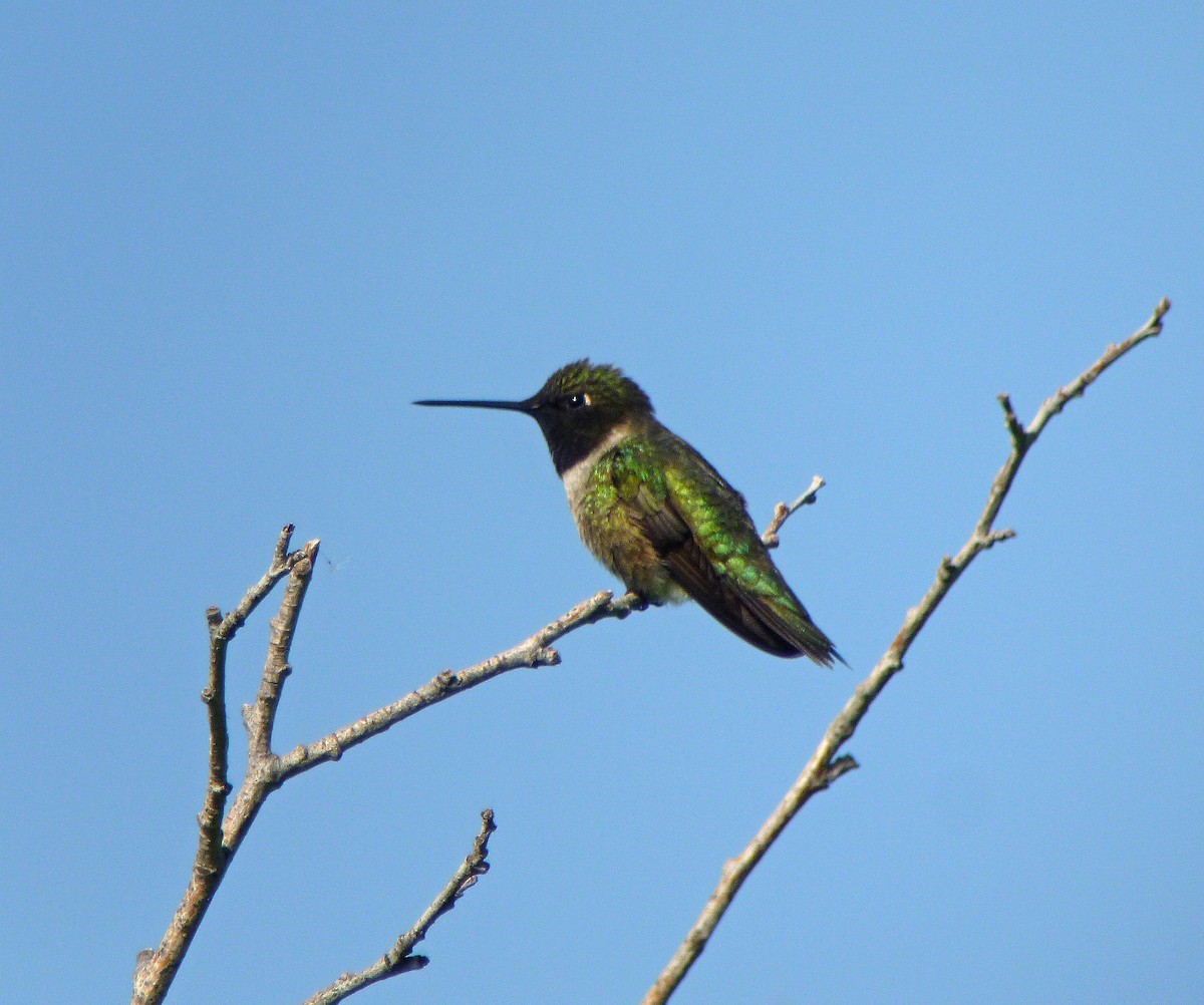 Black-chinned Hummingbird - Nate Kohler